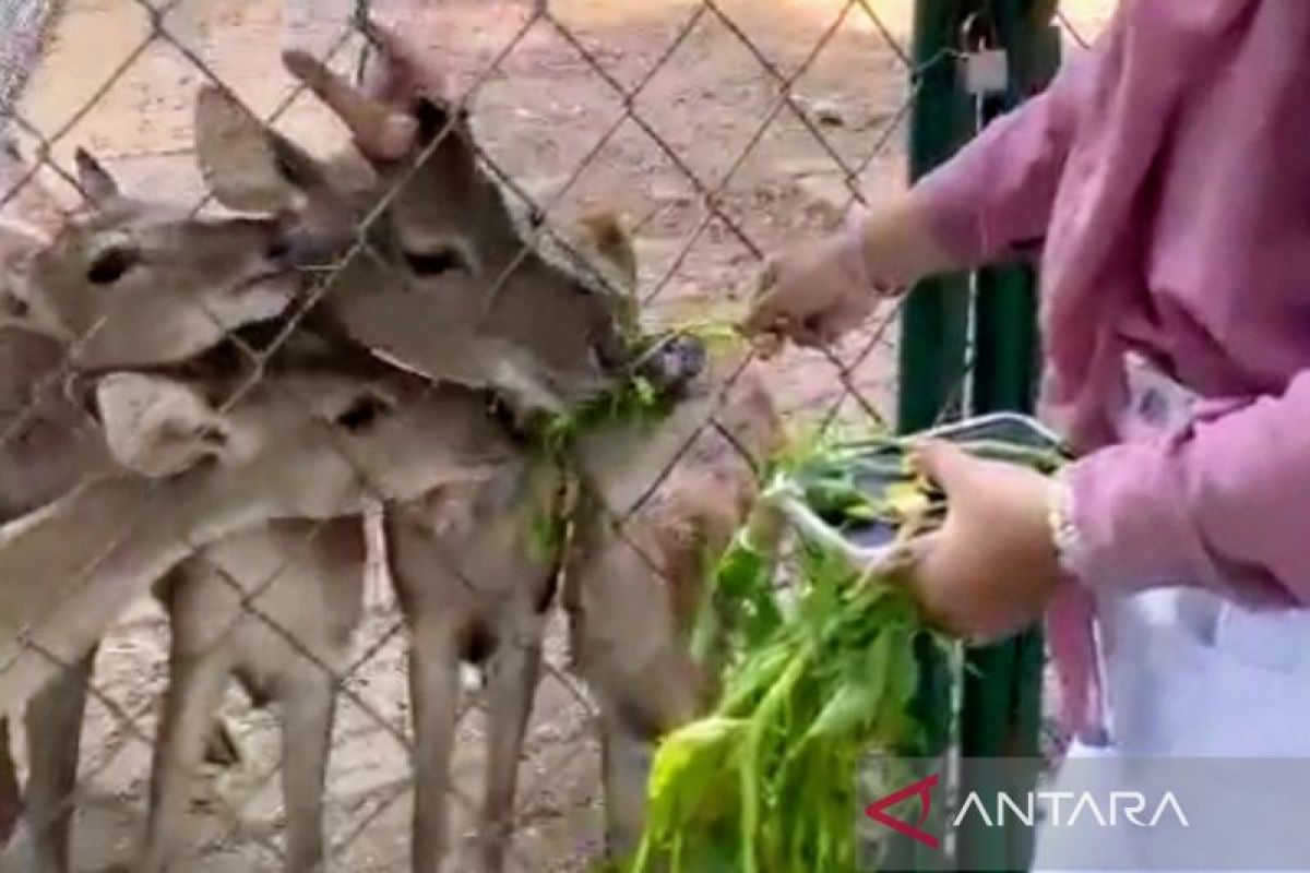 Isi libur Lebaran, pengunjung Ancol beri makan rusa di Ecopark